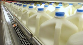 The Dangers of Dairy