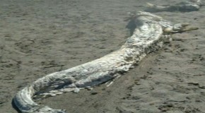 Unidentified 13ft-long sea monster with horns washes up on beach in Spain and has marine biologists stumped