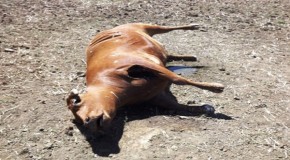 Who Is Responsible For The Bizarre Cattle Mutilations That Are Happening All Over America?