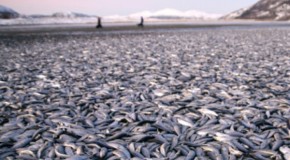 Why Are Millions Of Fish Suddenly Dying In Mass Death Events All Over The Planet?