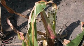 Farmers still Suffering from Bt Resistant Rootworms