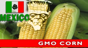 Bombshell: Mexico Bans GMO Corn