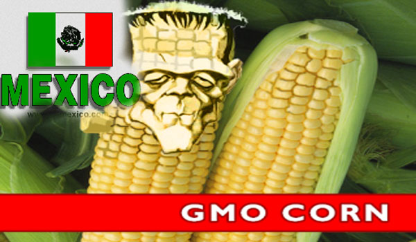 Bombshell Mexico Bans GMO Corn