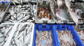 Cancer risk linked to radiation levels in fish species after Fukushima