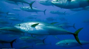 Radioactive Bluefin Tuna Caught Off California Coast