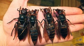 The hornets of your nightmares: Swarms of massive insects kill more than 40 and injure 1,600 in China