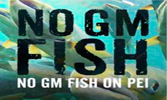 Canada Approves GM Fish Eggs, Environmental Threat