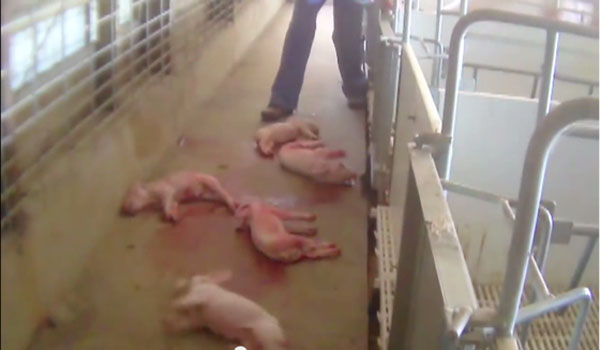 Horrific Animal Cruelty Video Prompts Tyson Foods to Cancel Contract