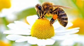 Scientists Discover Another Cause of Bee Deaths, and it’s Really Bad News‏