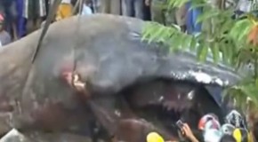 Video: ‘Sea Monster’ Carcass Washes Ashore In Southeast Asia, Is Hoisted Onto Truck