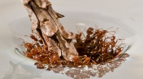 Watch Fire Ants Use Their Bodies To Form Living Architecture