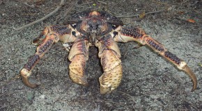 Absurd Creature of the Week: Enormous Hermit Crab Tears Through Coconuts, Eats Kittens