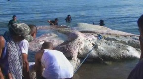 Video: Giant Sea Creature Baffles Experts After Washing Up On Shore