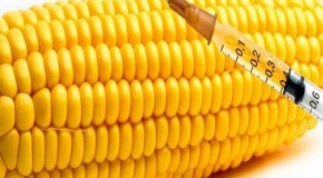 China Rejects 545,000 TONS Of GMO Corn Shipped From the U.S.