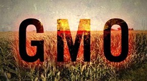 China to US: ‘Take Your 60,000 Tons of GMO-Contaminated Corn and Shove It’