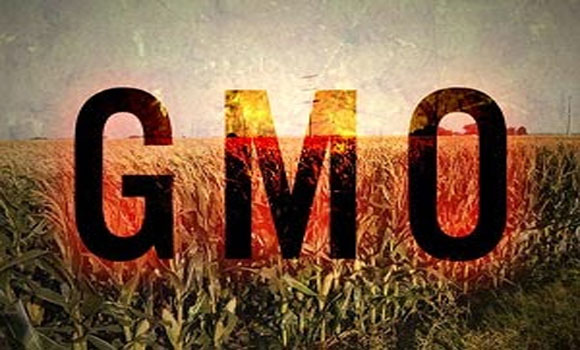 China to US ‘Take Your 60,000 Tons of GMO-Contaminated Corn and Shove It’