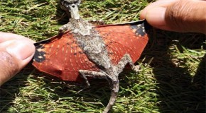 Dragon discovered in Indonesia