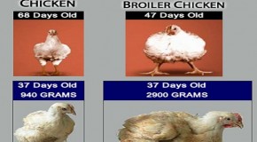 Grocery store chickens now reach full slaughter growth in 5 weeks
