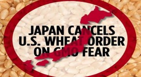 Japan halts imports of U.S. wheat after USDA’s shock finding of genetic pollution from GMOs
