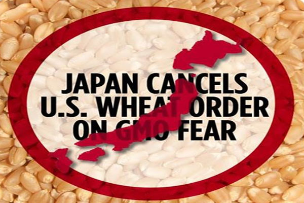 Japan halts imports of U.S. wheat after USDA's shock finding of genetic pollution from GMOs