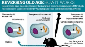 Scientists find way to make ageing clock stop ticking