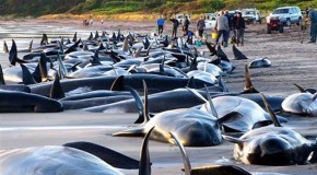 Ten whales dead, 41 others beached off Florida Gulf Coast