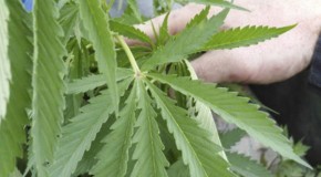 As marijuana attitudes shift, this may be a year of legalization