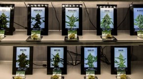 Big Cannabis: will legal weed grow to be America’s next corporate titan?