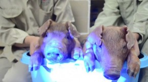 Fluorescent Mutant Pigs Born in China