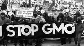 GMO: Just Ban It!