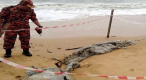 Mysterious creature washed up in Santubong