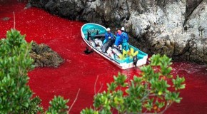 Taiji Cove dolphins: Japanese government defends ‘lawful’ slaughter as hunters prepare to kill 200 animals