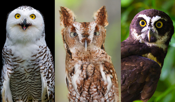 18 owl species with irresistible faces