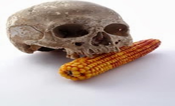 19 EU States reject GMO corn; Council approves anyway