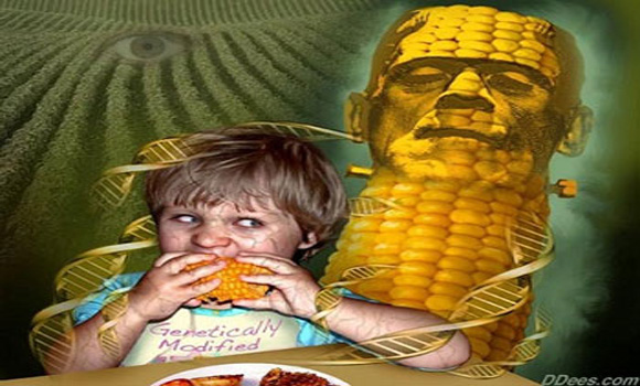 Confirmed: DNA From Genetically Modified Crops Can Be Transferred Into Humans Who Eat Them