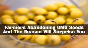 Farmers Abandoning GMO Seeds And The Reason Will Surprise You