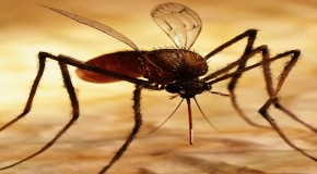 GM Mosquitoes To Be Released In Panama