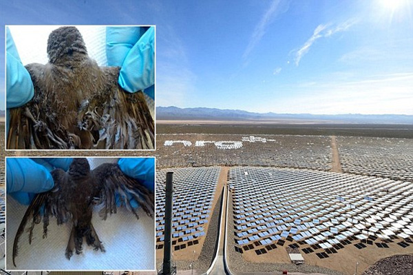 Horror at the world’s largest solar farm days after it opens as it is revealed panels are SCORCHING birds that fly over them