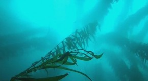 Kelp off San Diego coast may contain radiation