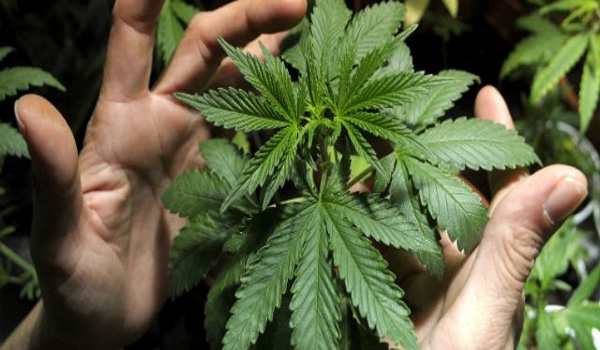 UK's First Marijuana 'Overdose
