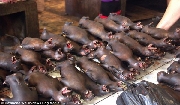 WARNING GRAPHIC CONTENT: Is this the world’s most gruesome food market? Dogs, rats, bats and monkeys among the animals roasted WHOLE in Indonesia