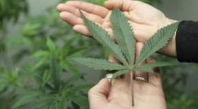Alabama Governor Set To Approve Use Of Medical Marijuana