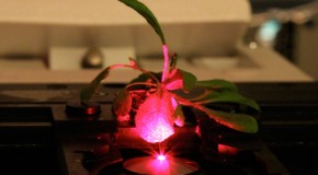 Forget GMOs, scientists are creating bionic plants