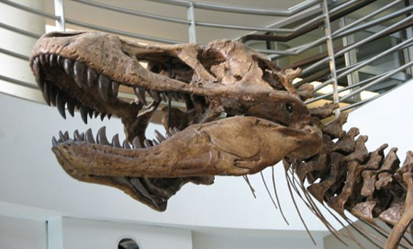 Massive Dinosaur Soft Tissue Discovery In China – Includes Skin And Feathers!