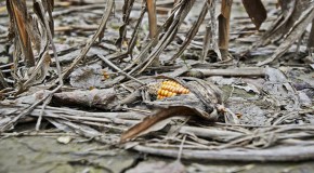 Mother Nature Wins Again: Insects Develop Resistance to Genetically Modified Corn