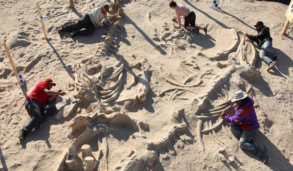 Mystery behind astonishing five-million-year-old whale graveyard revealed