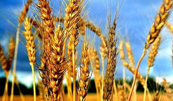 The Seeds Of Suicide: How Monsanto Destroys Farming