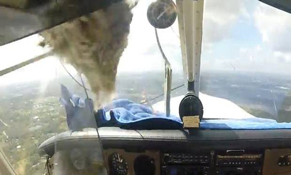 Watch the moment a bird crashes though a cockpit window – and the pilot calmly lands his plane in safety