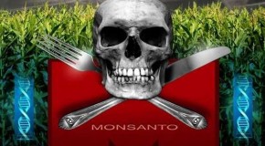 10 Scientific Studies Proving GMOs Can Be Harmful To Human Health