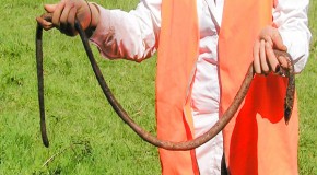 Absurd Creature of the Week: The 6-Foot Earthworm That Sounds Like a Draining Bathtub